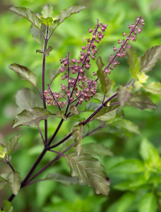 The benefits of Tulsi in skincare